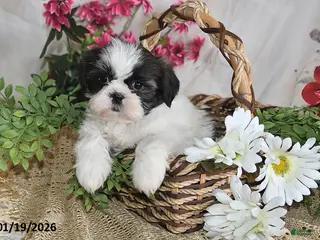 Shih Tzu dogs Ashley - Ad 25