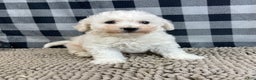 Bichon Frise dogs for sale: Bernie - Ad 7