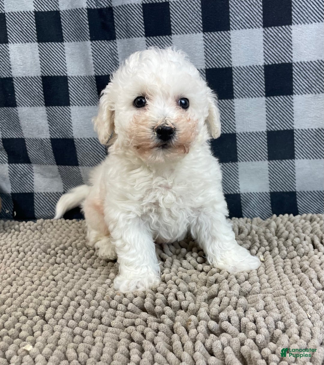Bichon Frise dogs for sale: Bernie - Ad 7