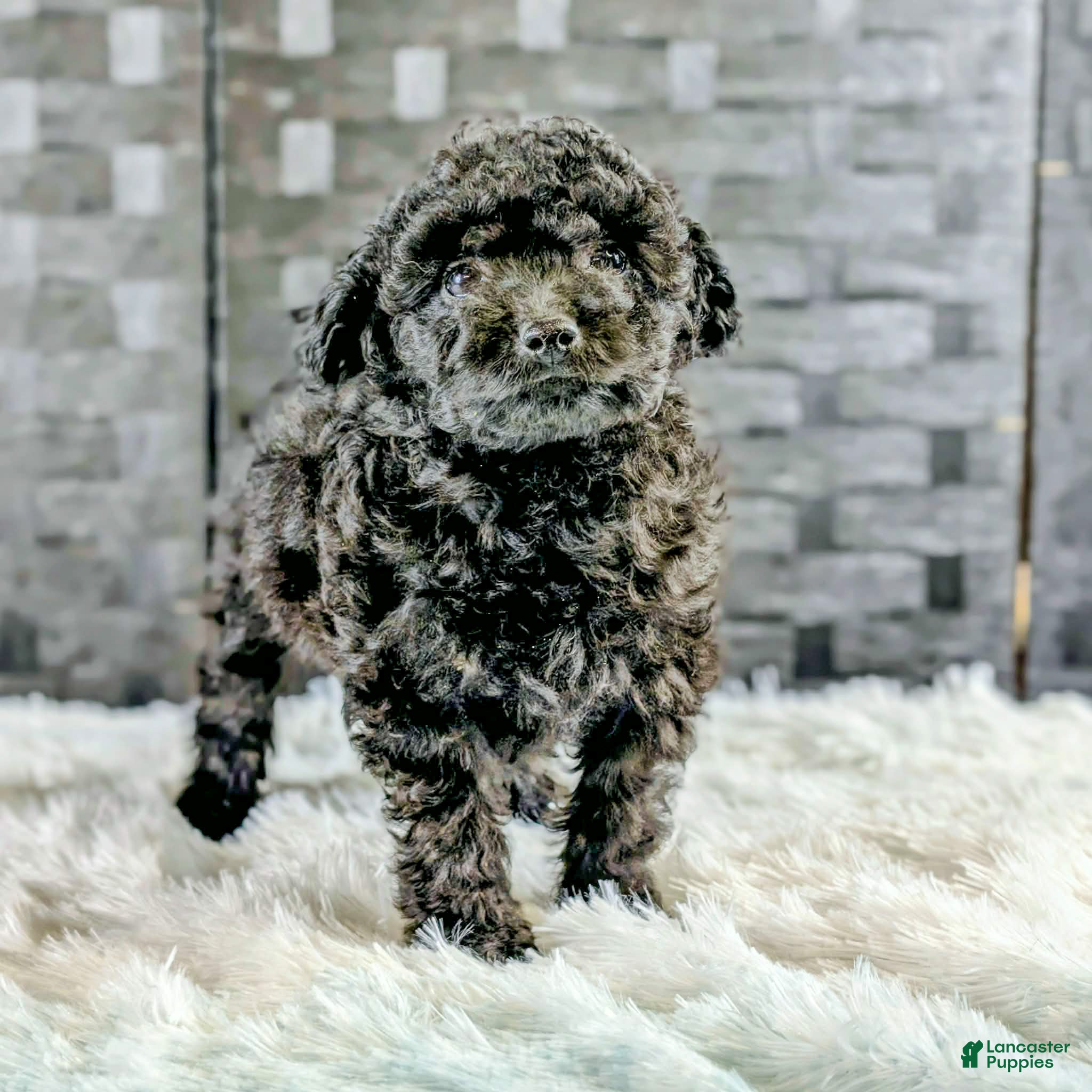 Bichpoo dogs Boss - Ad 1