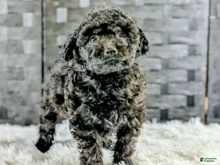 Bichpoo dogs for sale: Boss - Ad 3