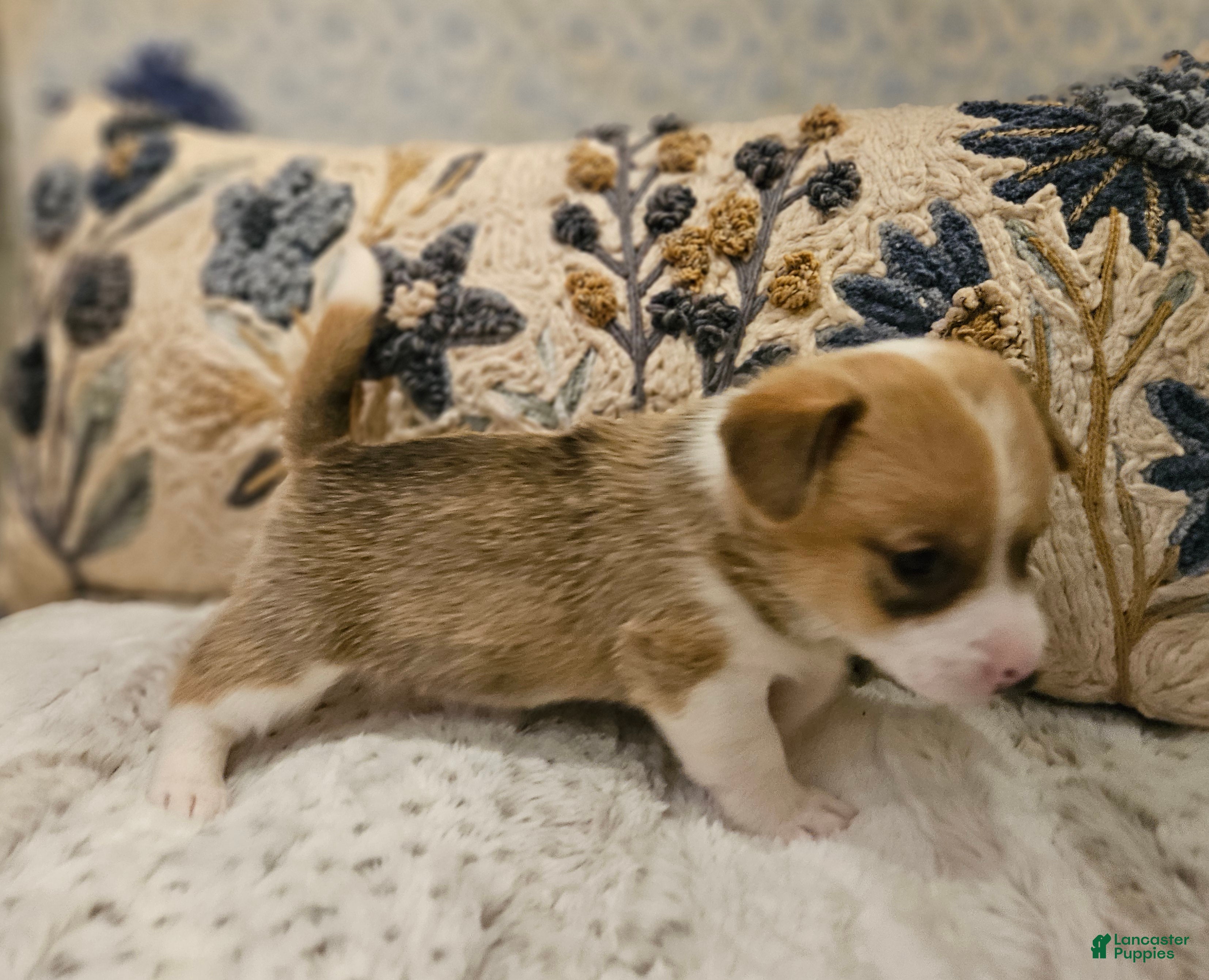 Mixed Breed dogs Fawny Willow - Ad 41