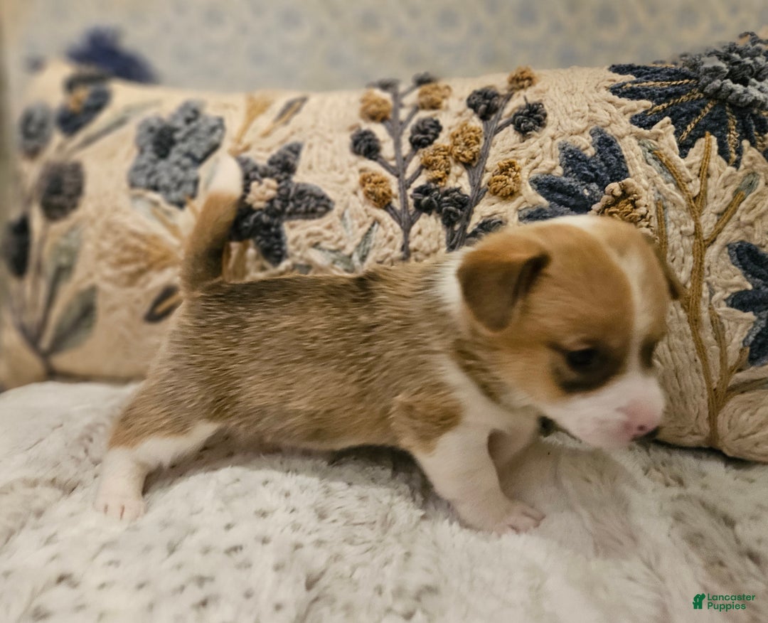 Mixed Breed dogs for sale: Fawny Willow - Ad 1