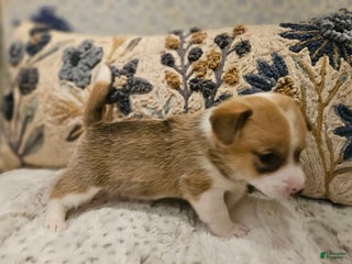 Mixed Breed dogs Fawny Willow - Ad 41