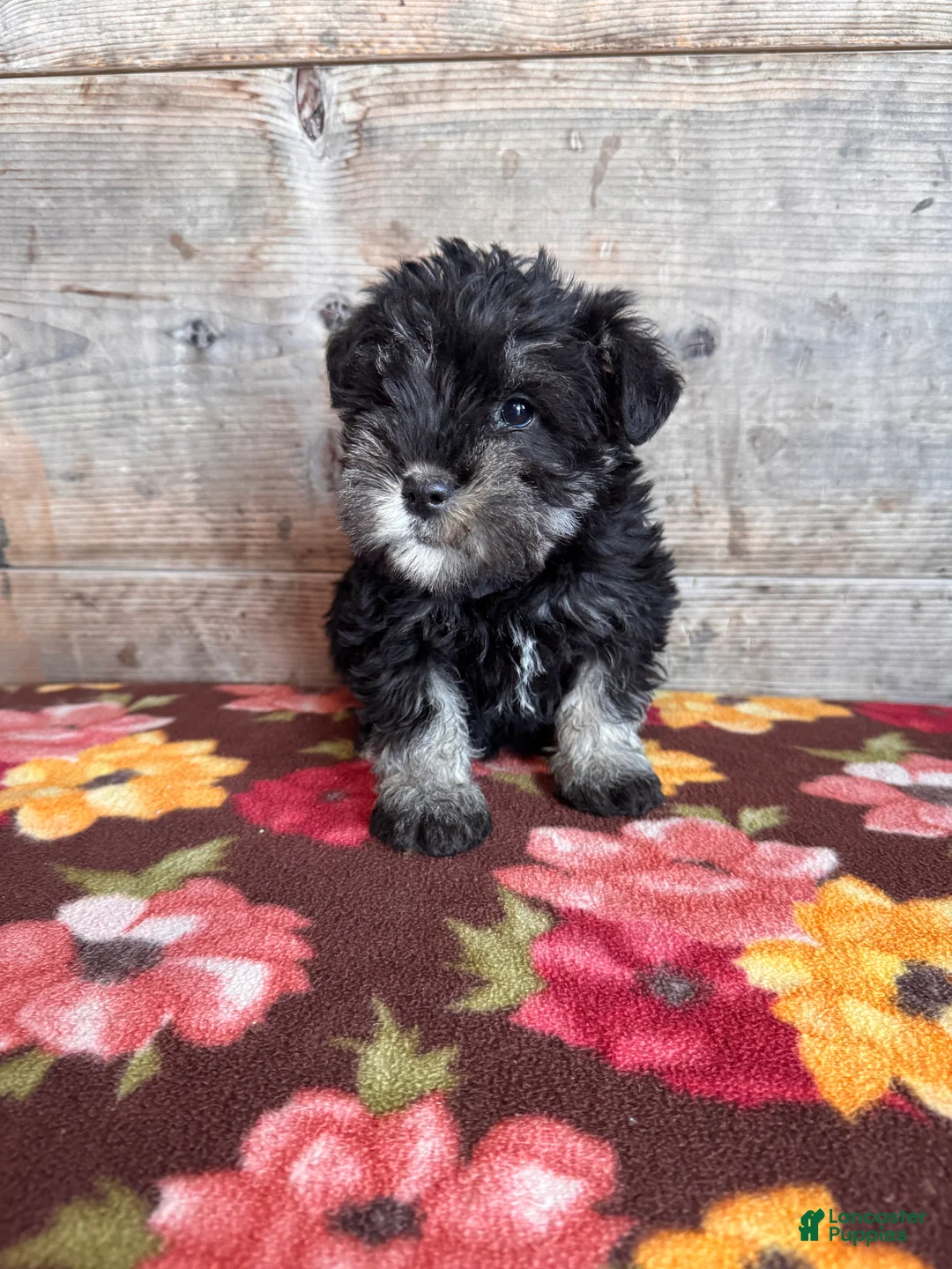 Miniature Schnauzer dogs for sale: Miniature Schnauzer Puppy 2 - Ad 2