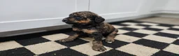 Standard Poodle dogs for sale: Nanook  - Ad 5