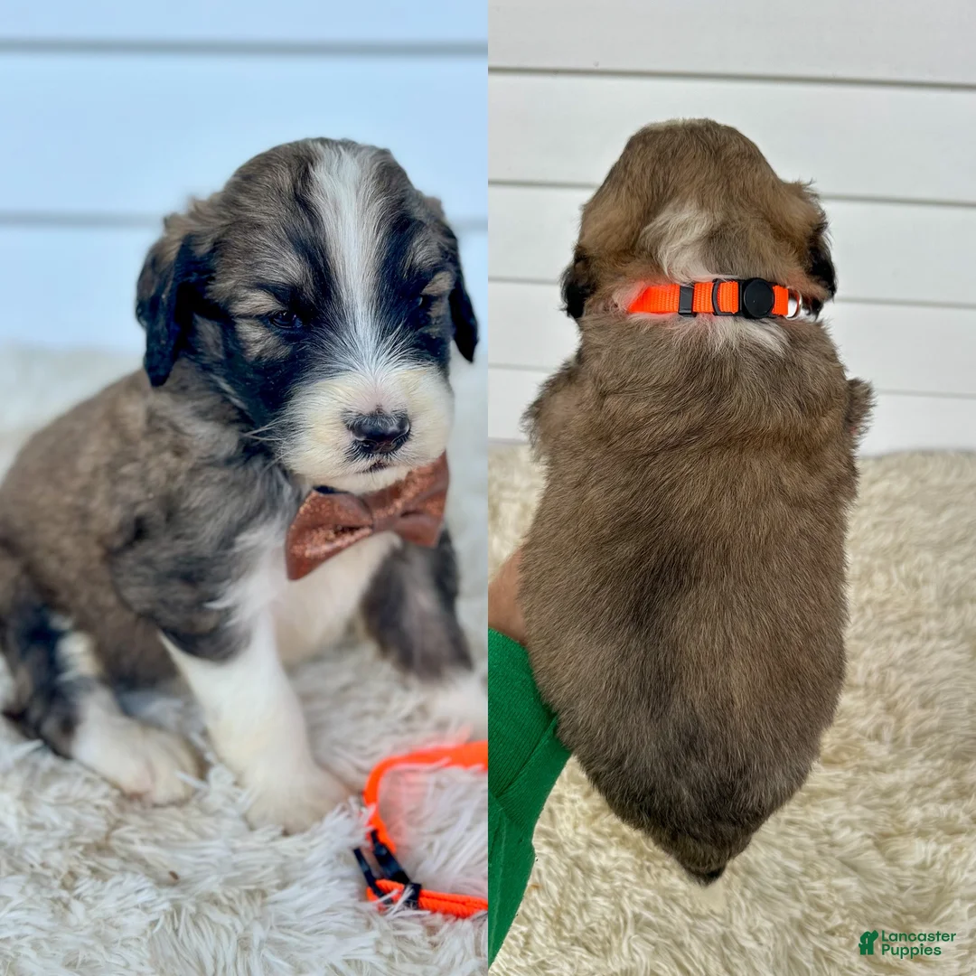 Saint Berdoodles dogs for sale: Graham - standard f1b - Ad 2