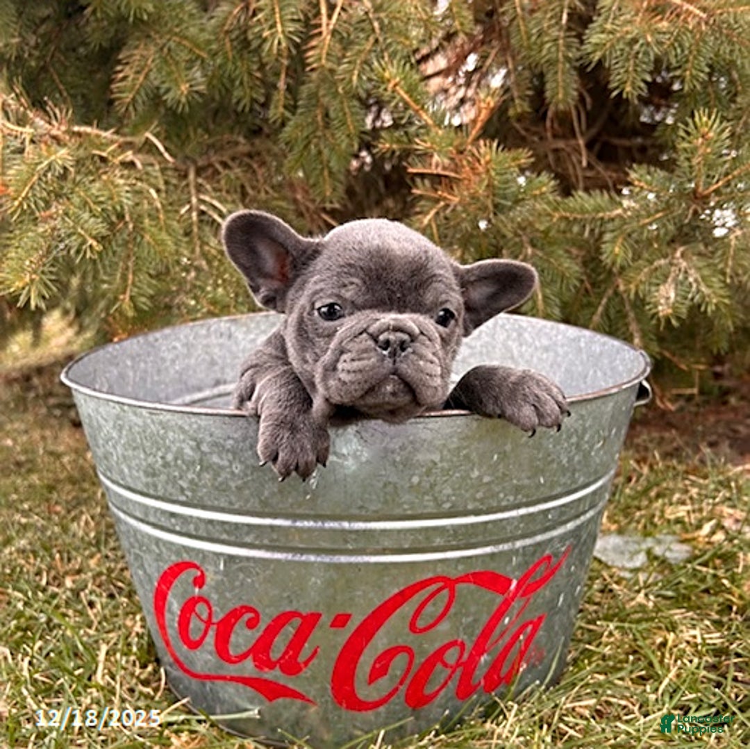 French Bulldog dogs for sale: Finley - Ad 2