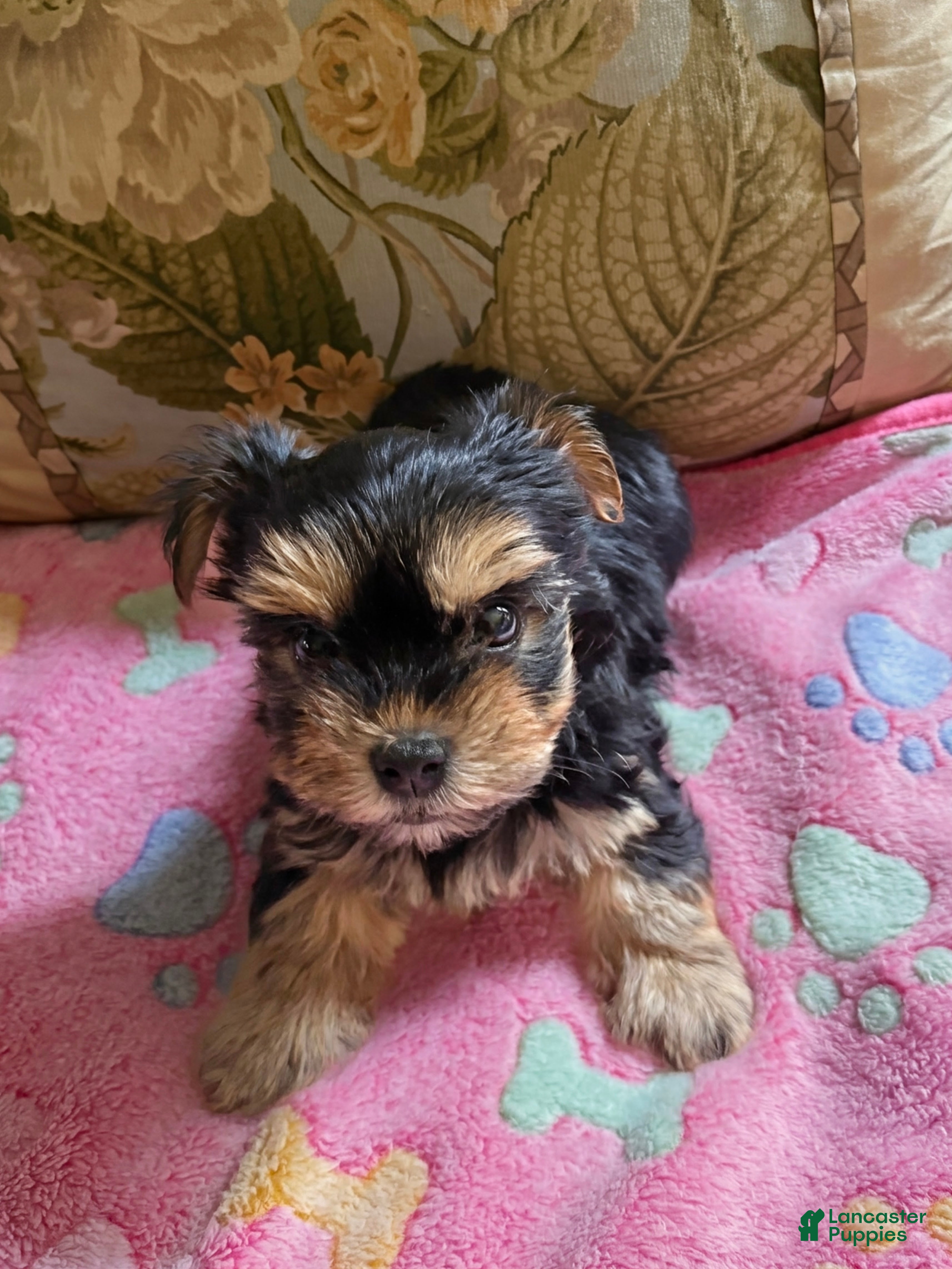 Yorkshire Terrier dogs Yorkshire Terrier 2 - Ad 14
