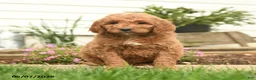 Goldendoodle dogs for sale: Rony - Ad 4