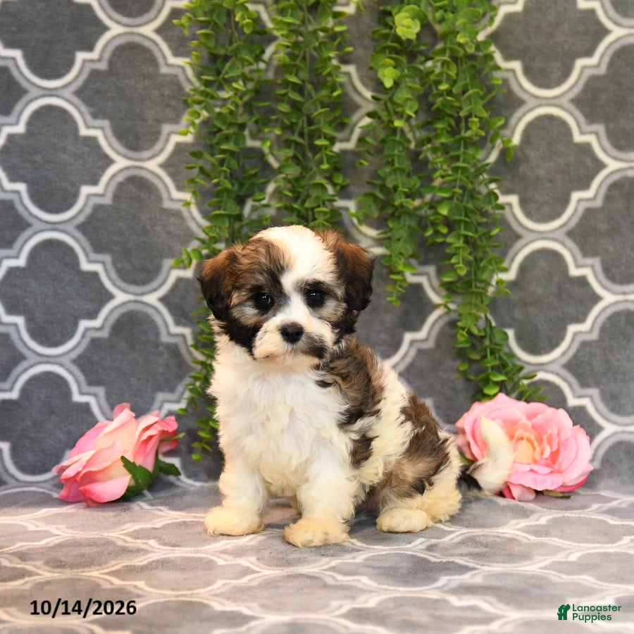 Mixed Breed dogs Daisy - Ad 2