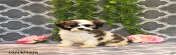 Mixed Breed dogs for sale: Daisy - Ad 2