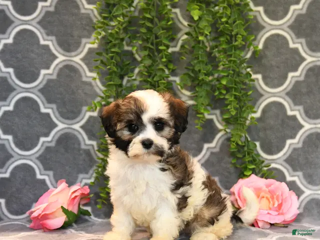 Mixed Breed dogs for sale: Daisy - Ad 2