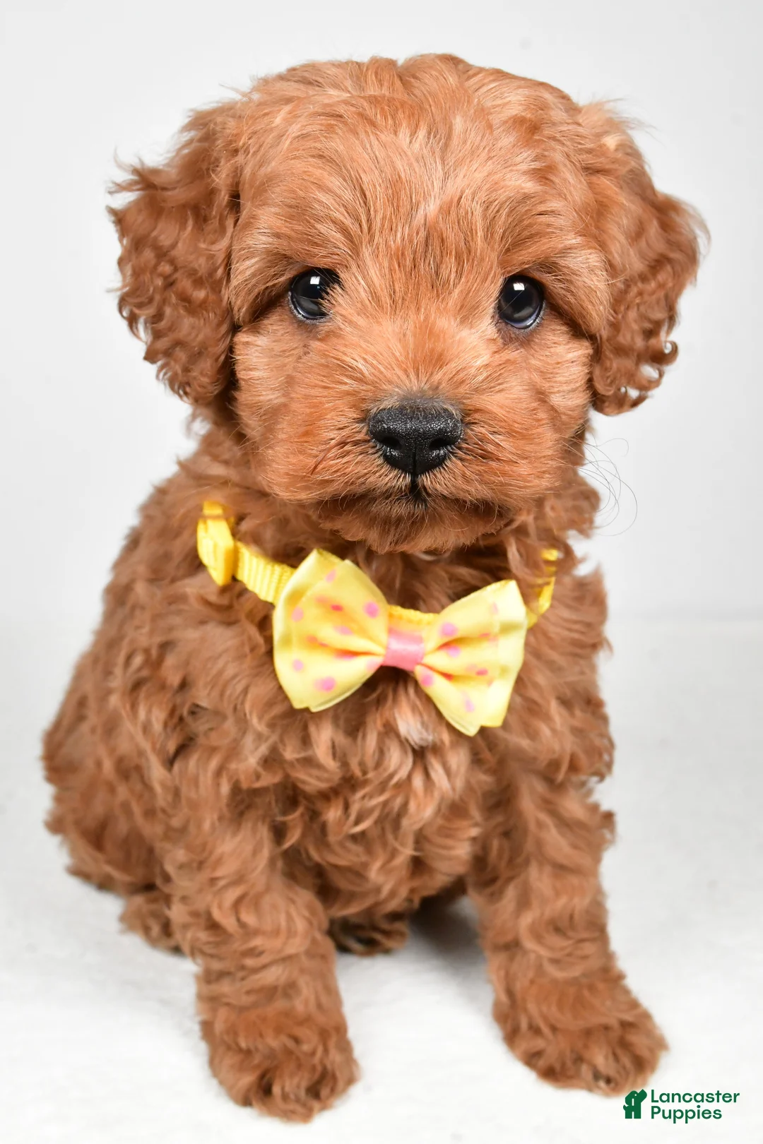 Cockapoo dogs for sale: Rascal - Ad 7