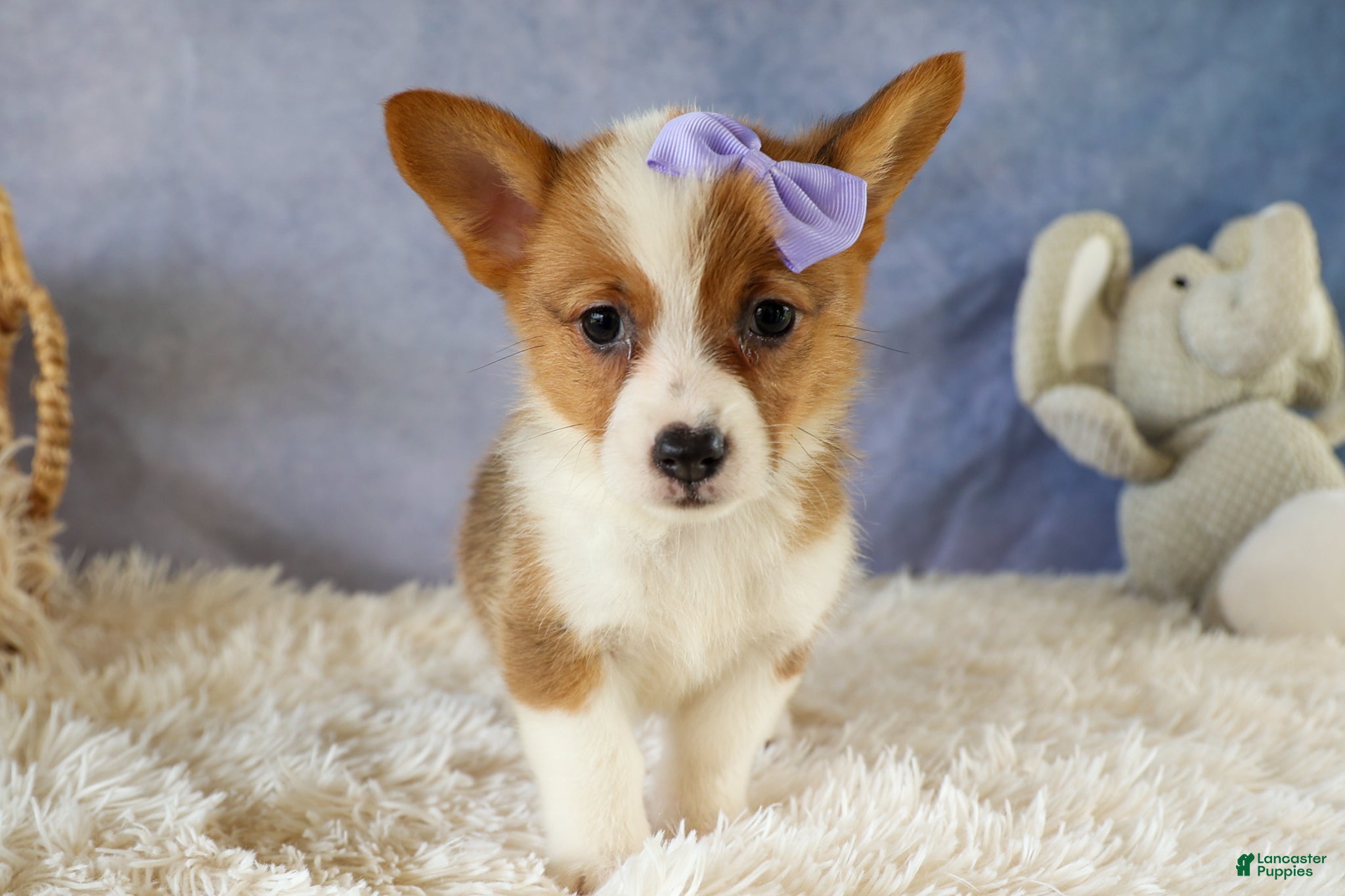 Welsh Corgi Pembroke dogs Yo-Yo 💕 - Ad 1