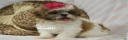 Shih Tzu dogs for sale: Cherokee  - Ad 6