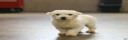 Morkie dogs for sale: Walker - Ad 12