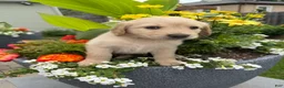 Goldendoodle dogs for sale: Goldendoodle 2 - Ad 7