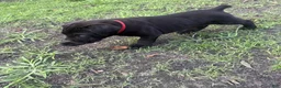Cane Corso dogs for sale: Cane Corso Puppy 1 - Ad 2