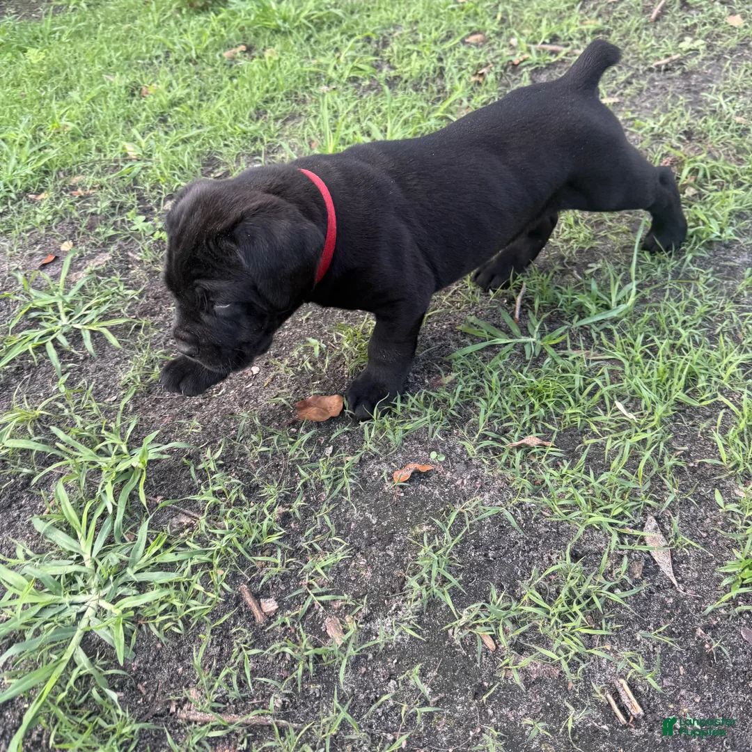 Cane Corso dogs for sale: Cane Corso Puppy 1 - Ad 2