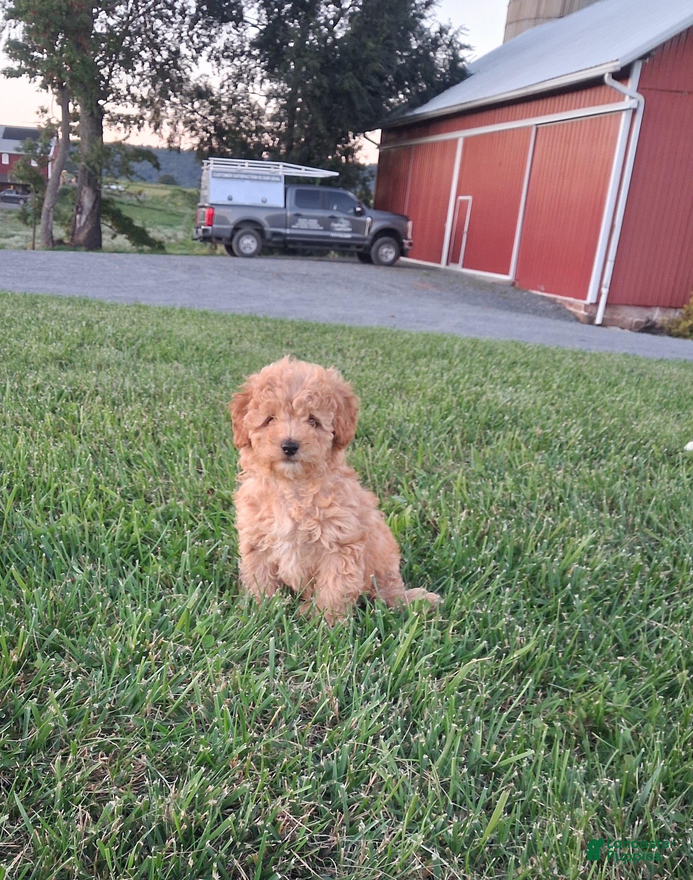 Miniature Poodle dogs Dolly - Ad 1