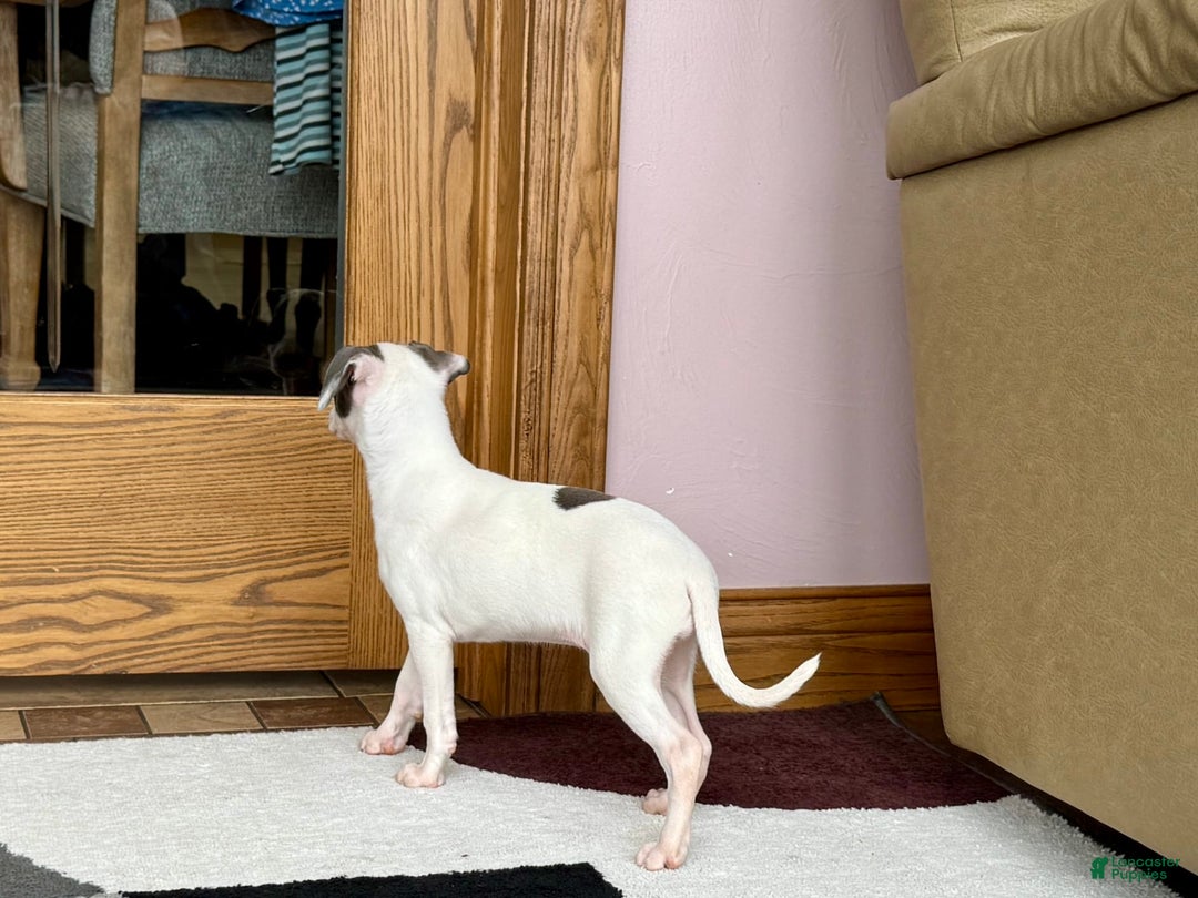 Italian Greyhound dogs for sale: Charity - Ad 3