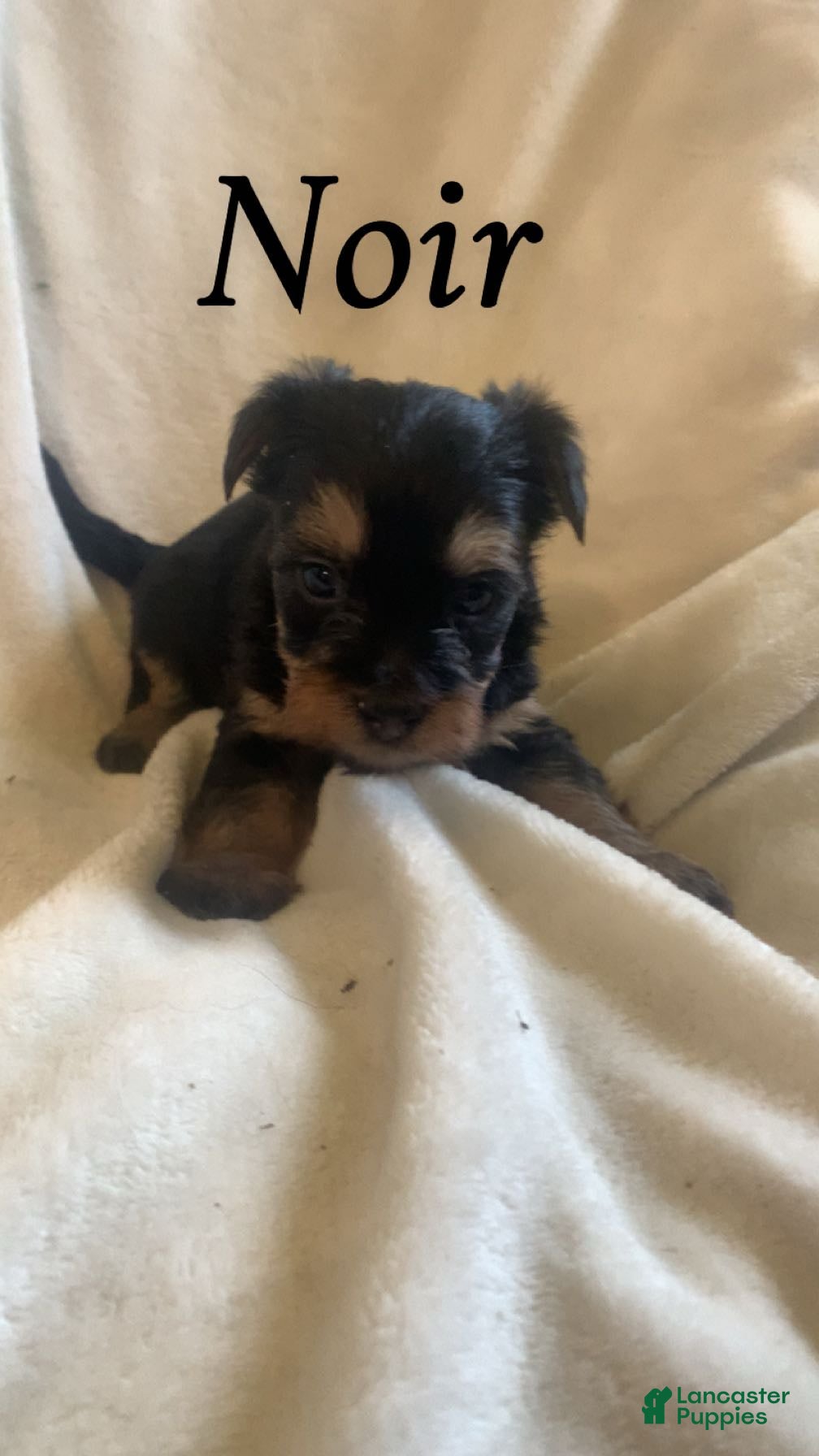 Mixed Breed dogs Mixed Breed Puppy 1 - Ad 36