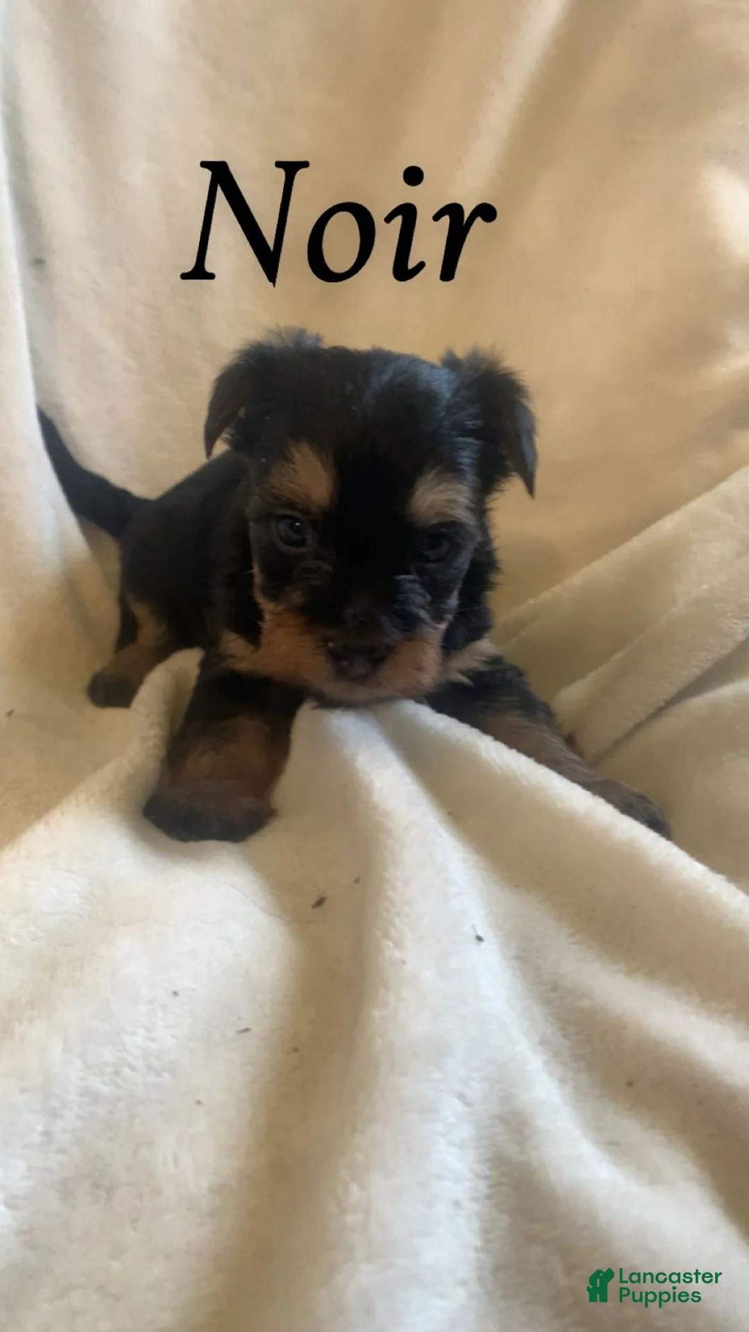 Mixed Breed dogs for sale: Mixed Breed Puppy 1 - Ad 1