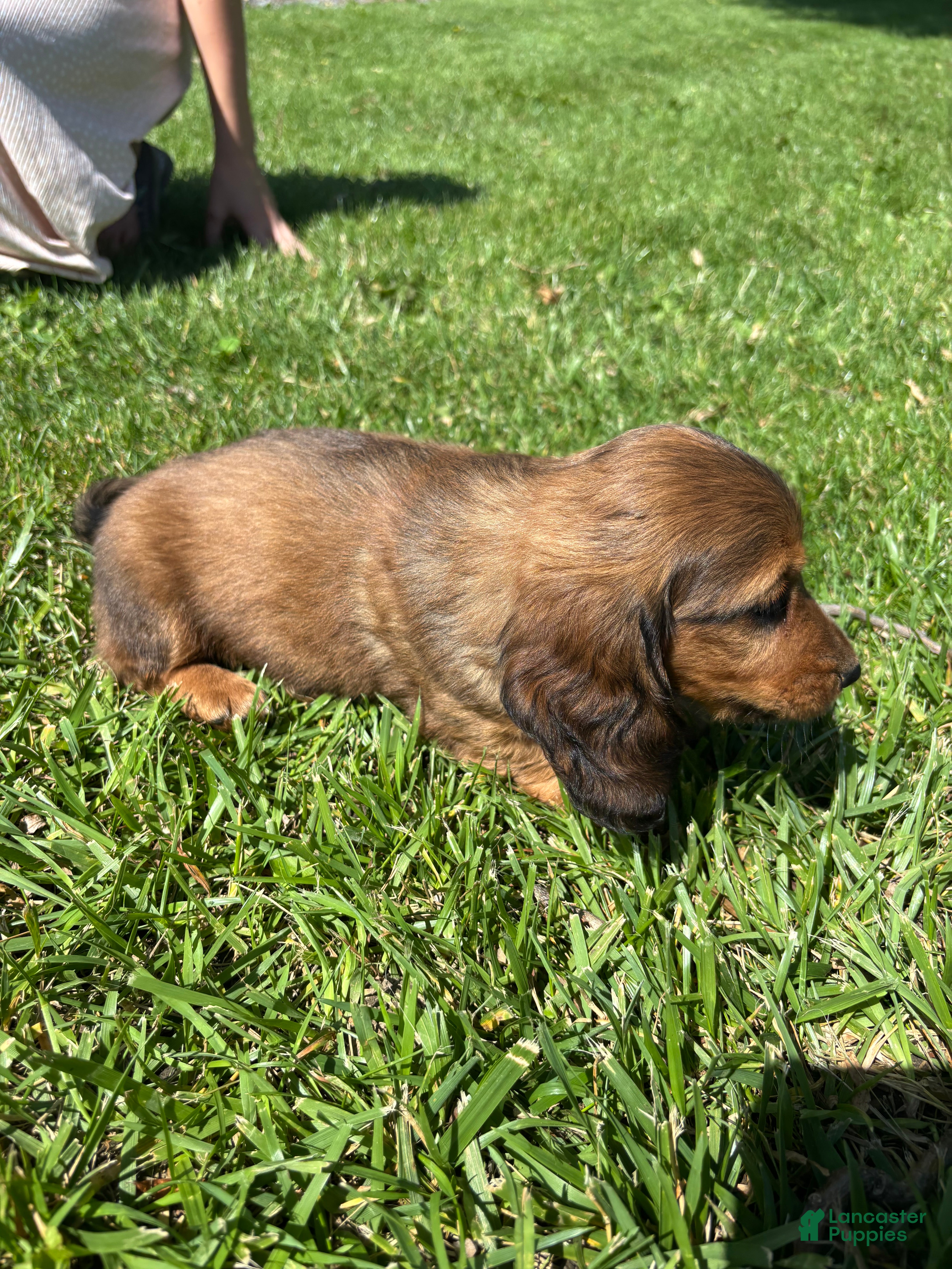 Miniature Dachshund dogs Blazer - Ad 2