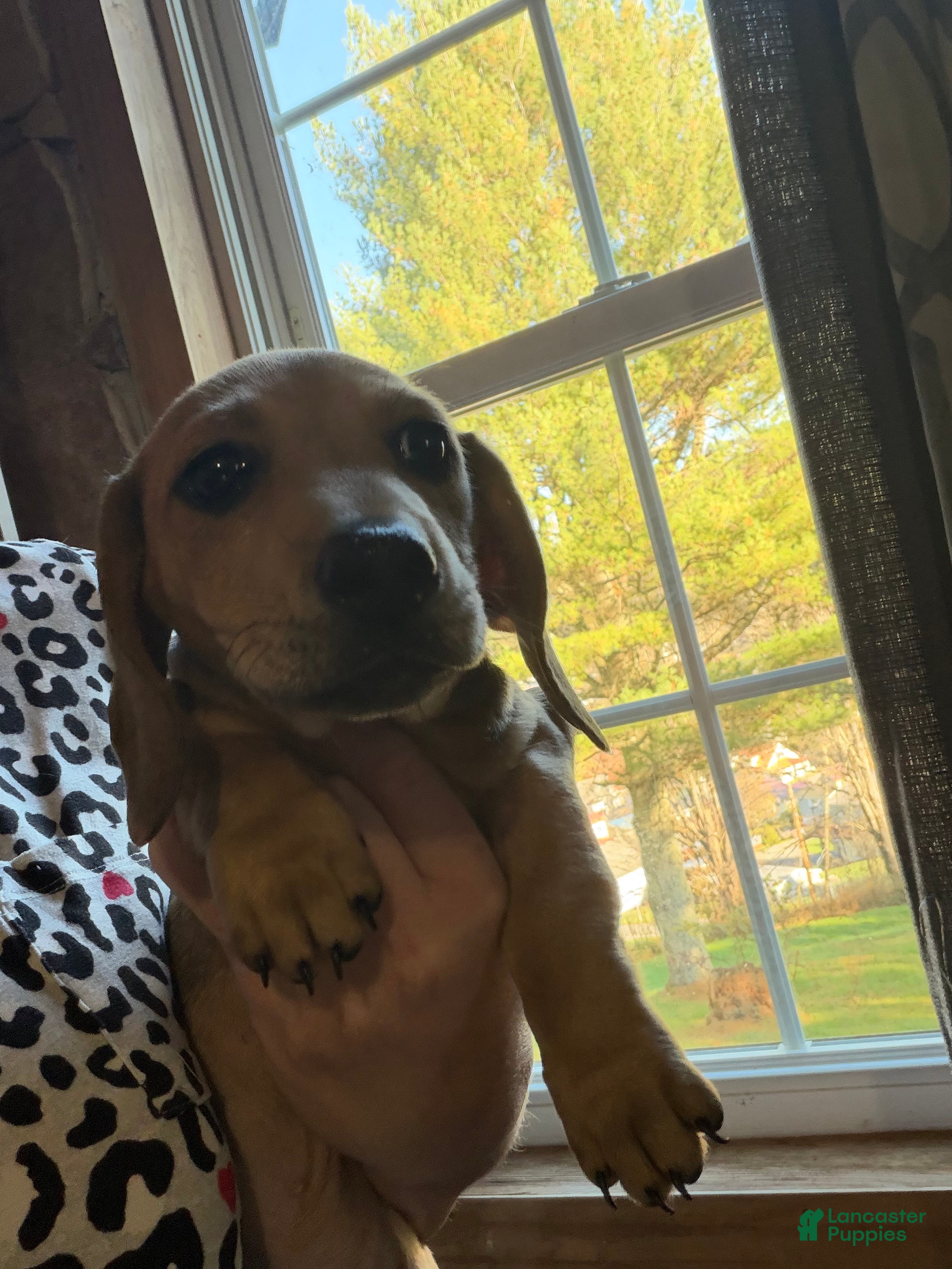 Miniature Dachshund dogs for sale: Gullum - Ad 2
