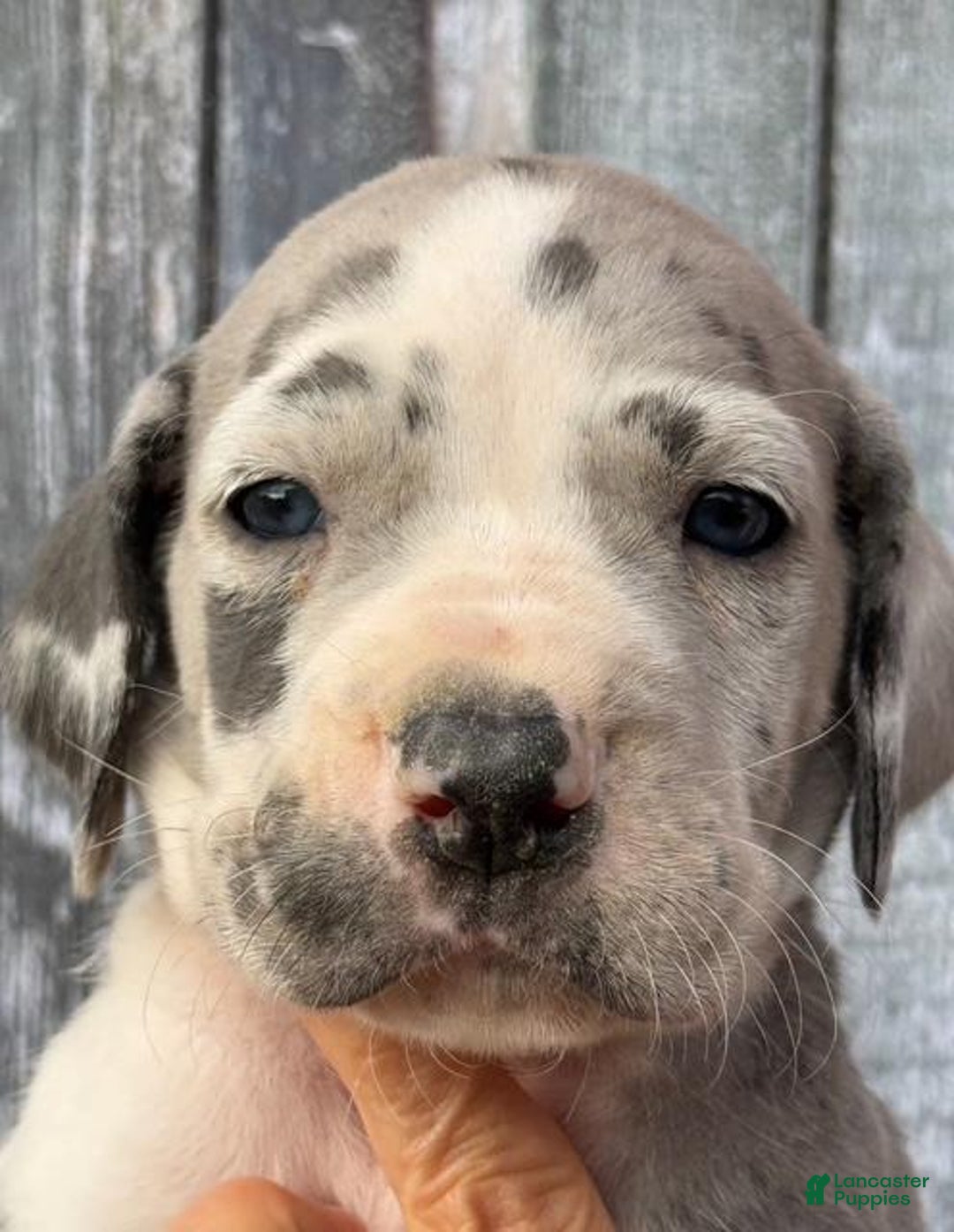 Sean Blue Harlequin for sale in Albion Lancaster Puppies