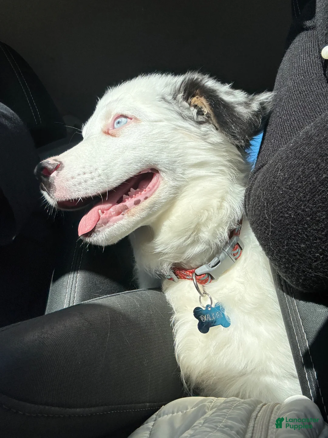 Australian Shepherd dogs for sale: Australian Shepherd Puppy 1 - Ad 1