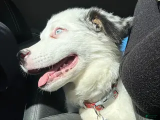 Australian Shepherd dogs Australian Shepherd Puppy 1 - Ad 35