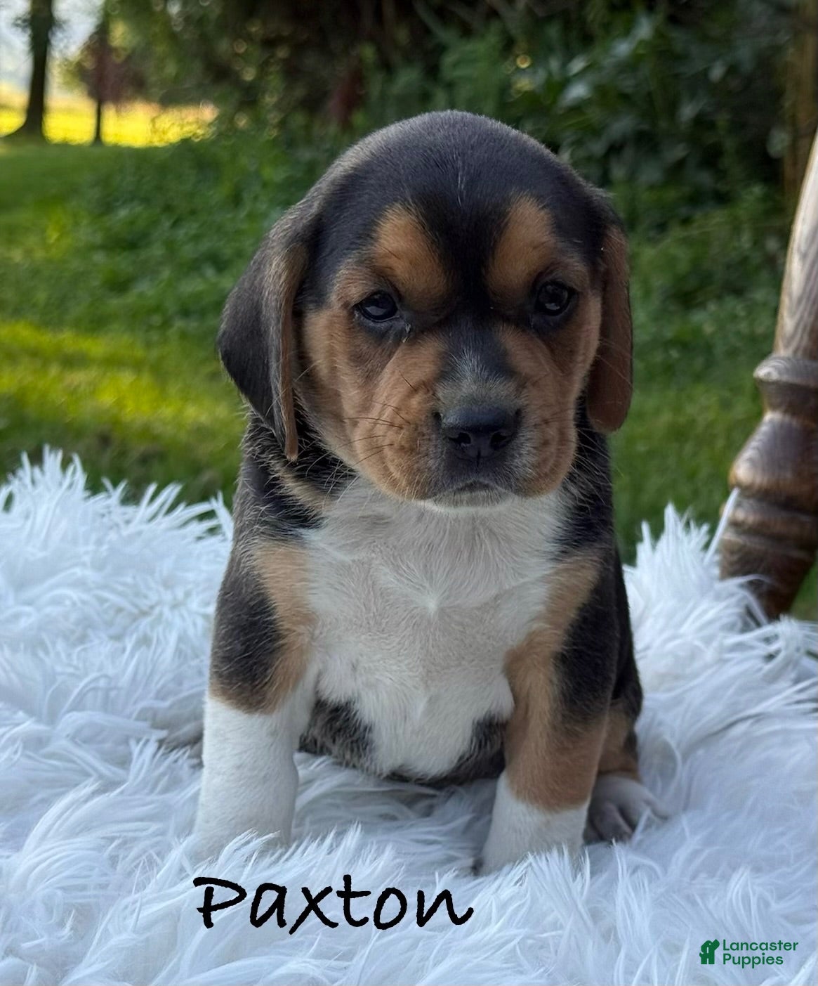 Puggle dogs Paxton - Ad 1