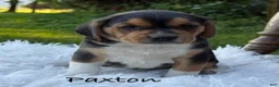 Puggle dogs for sale: Paxton - Ad 1
