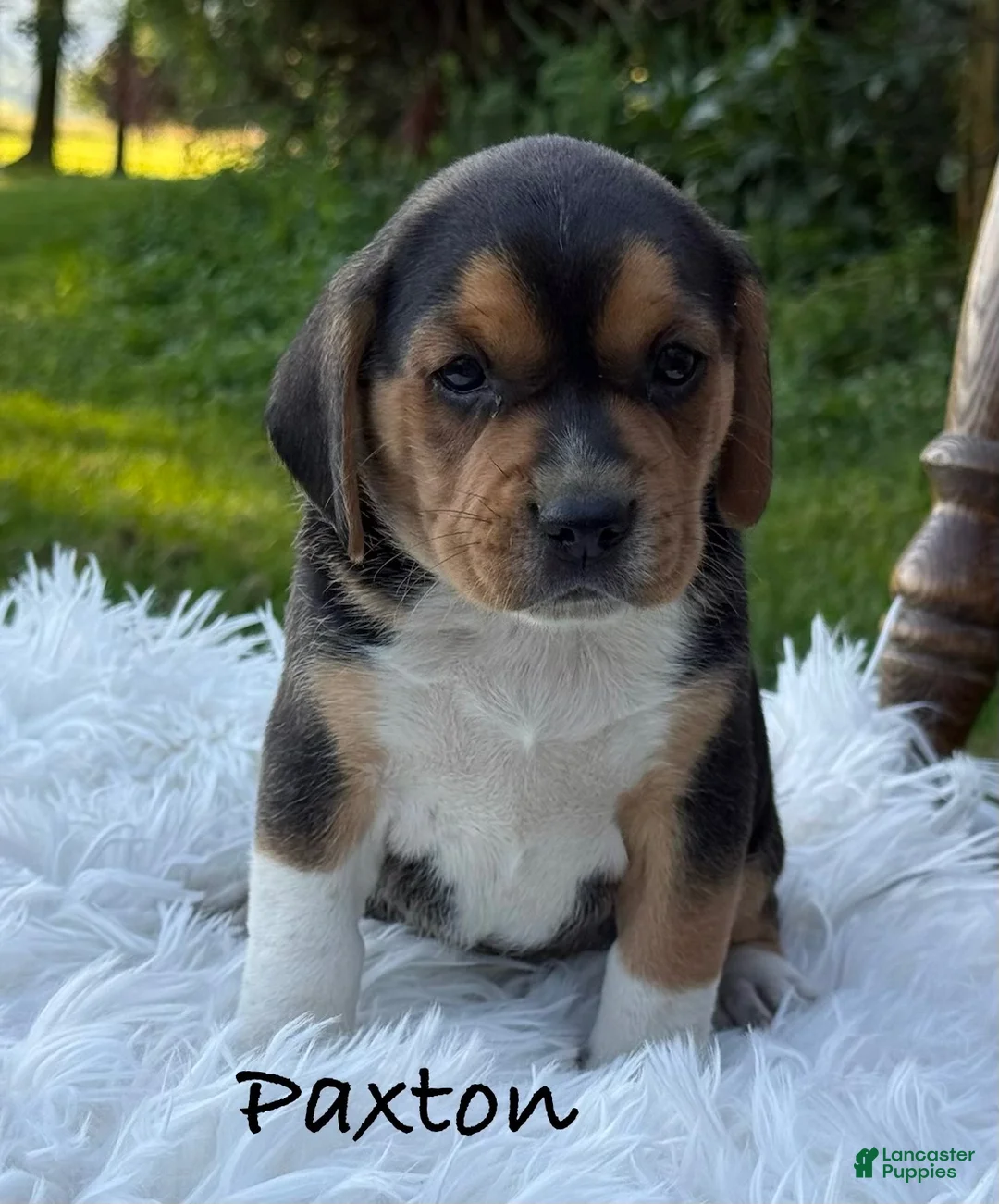 Puggle dogs for sale: Paxton - Ad 1