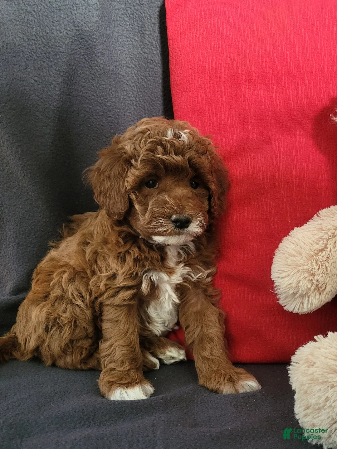 Goldendoodle dogs for sale: Ellie - Ad 4