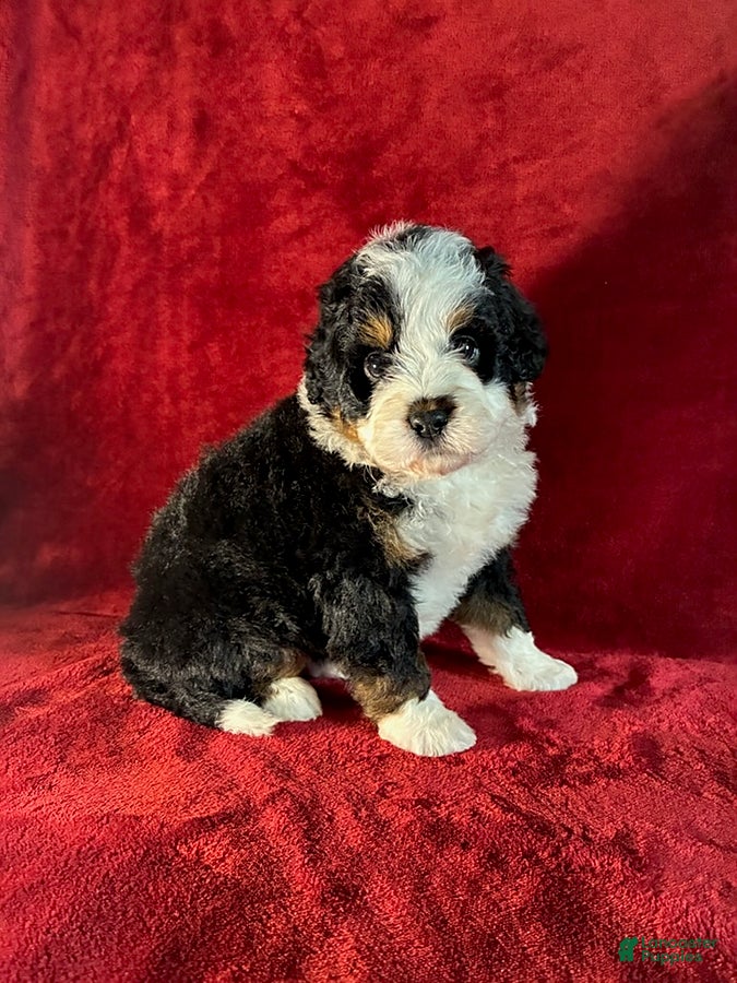 Mini Bernedoodle dogs Travis - Ad 2