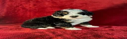 Mini Bernedoodle dogs for sale: Travis - Ad 2