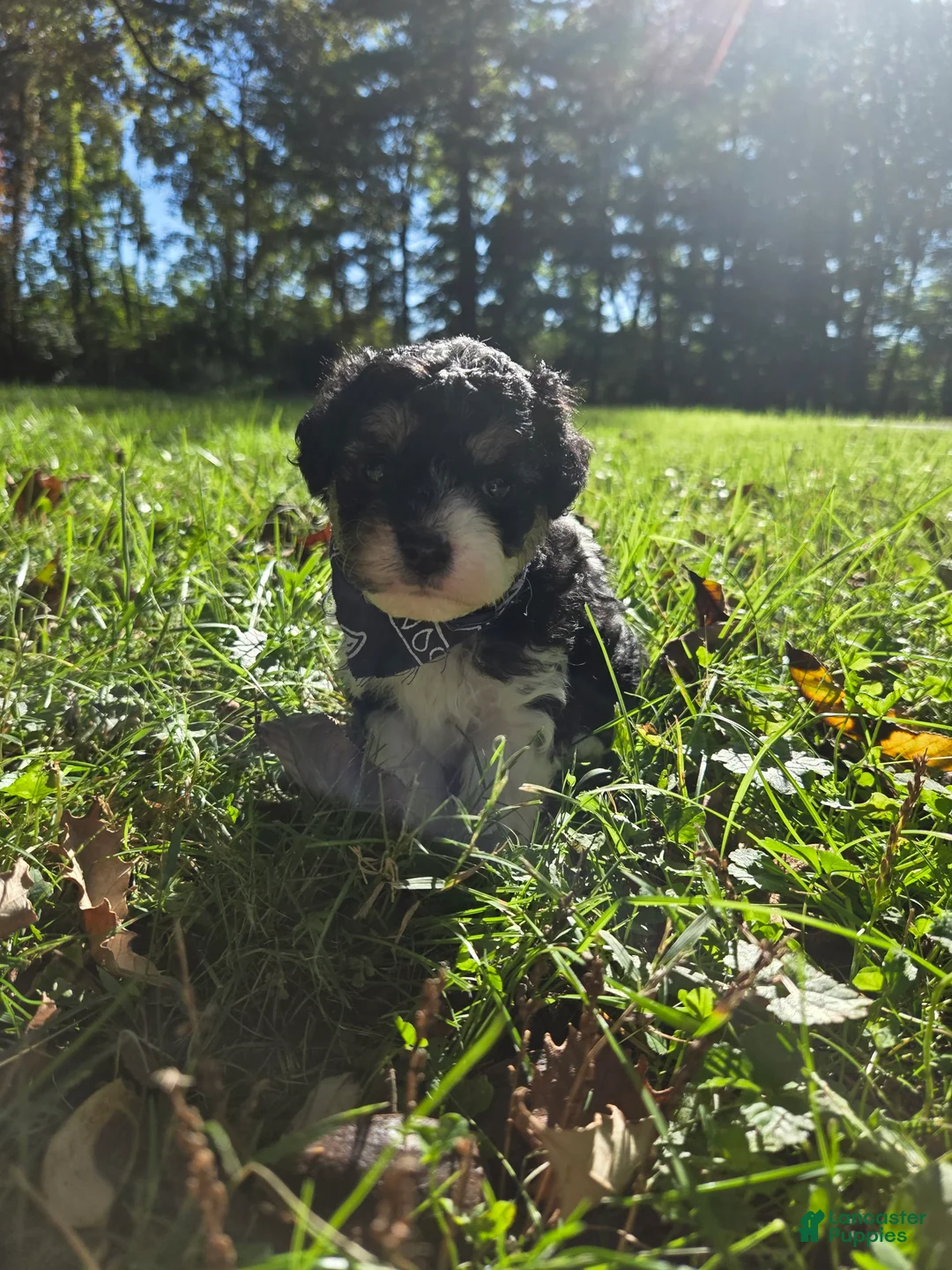Cavapoo dogs for sale: Aster - Ad 1