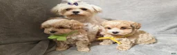 Maltipoo dogs for sale: Maltipoo Puppy 3 - Ad 4