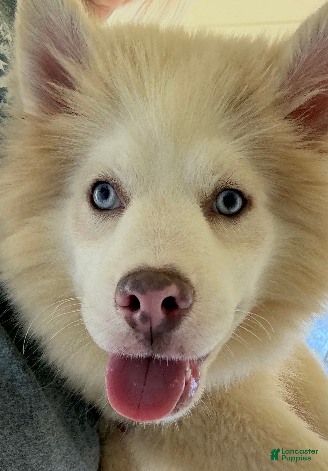 Pomsky dogs Max  - Ad 2