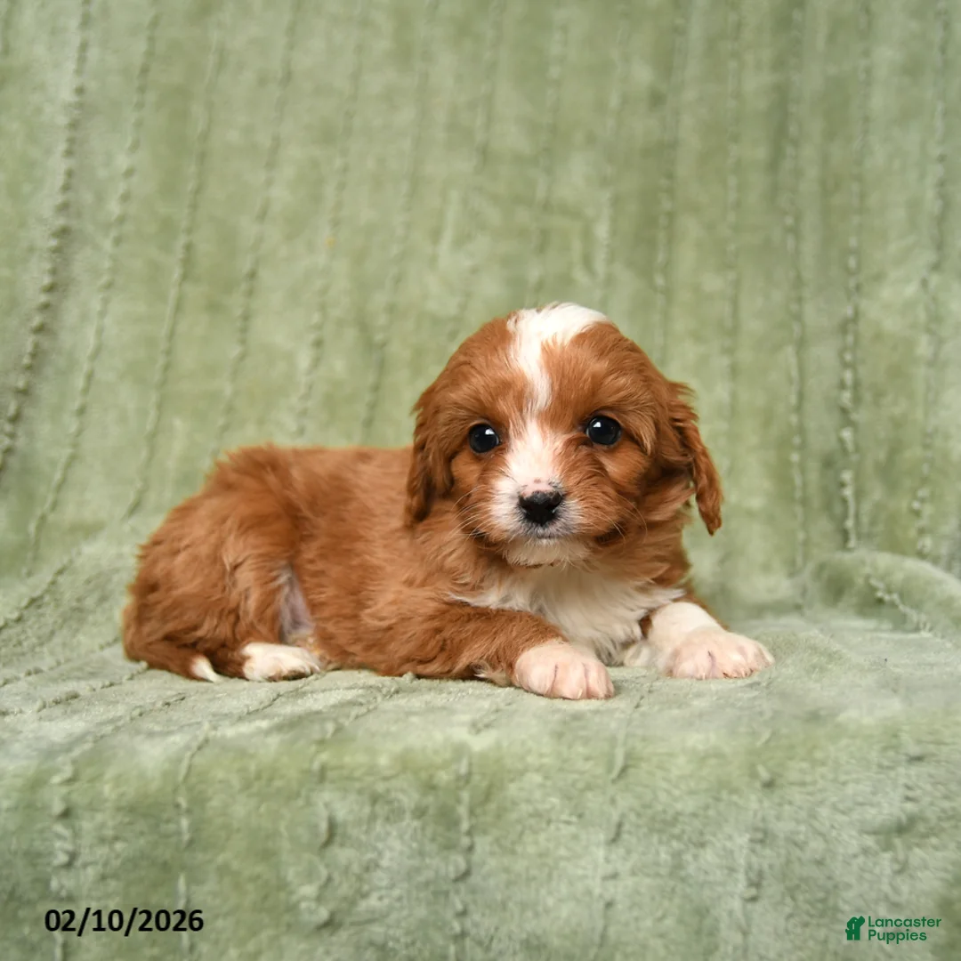 Cavapoo dogs for sale: Barney - Ad 3