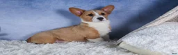 Welsh Corgi Pembroke dogs for sale: Mario - Ad 1