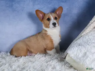 Welsh Corgi Pembroke dogs for sale: Mario - Ad 3