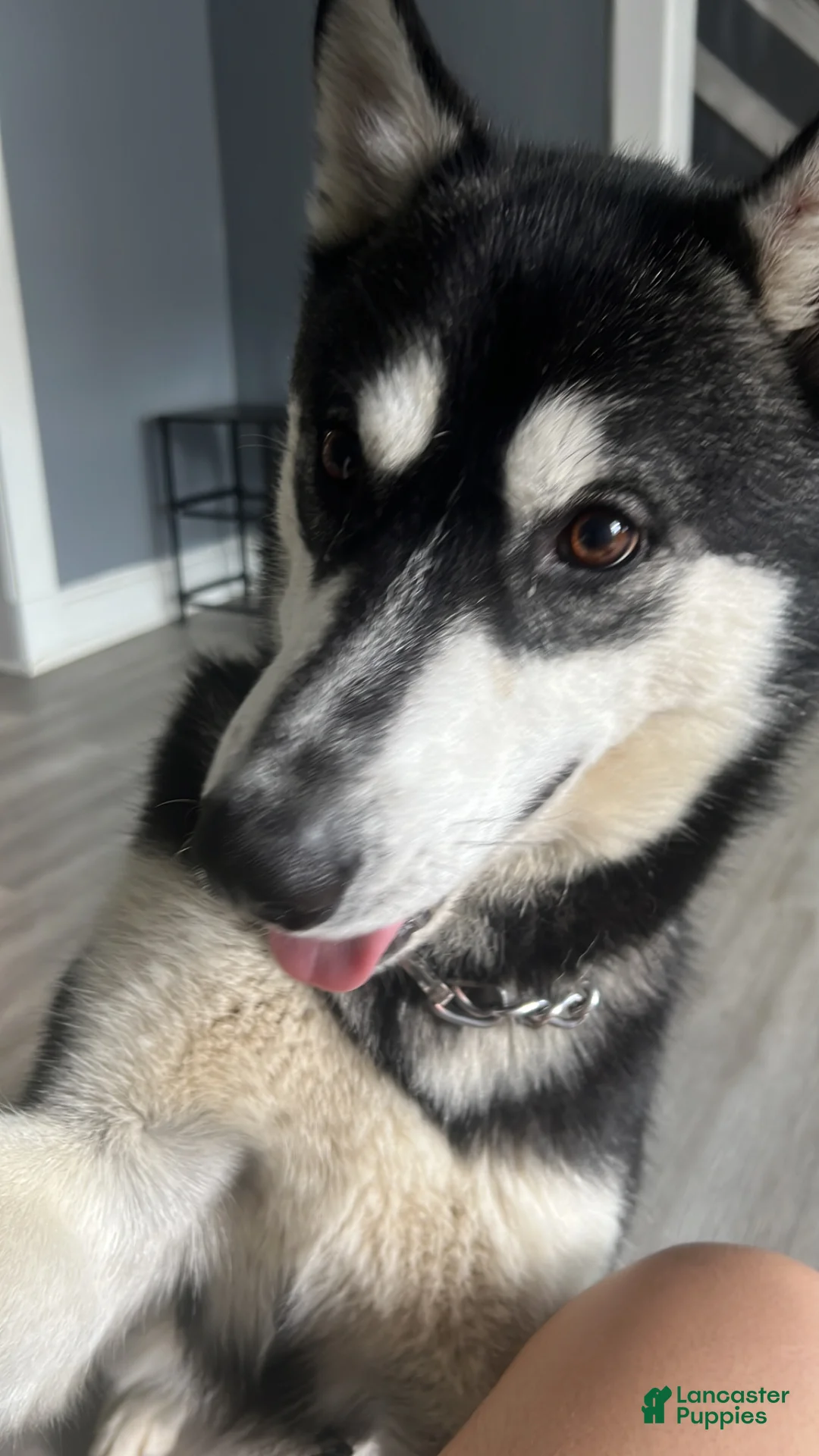 Siberian Husky dogs for sale: Siberian Husky Puppy 1 - Ad 5