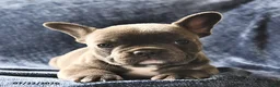 French Bulldog dogs for sale: Princess  - Ad 3