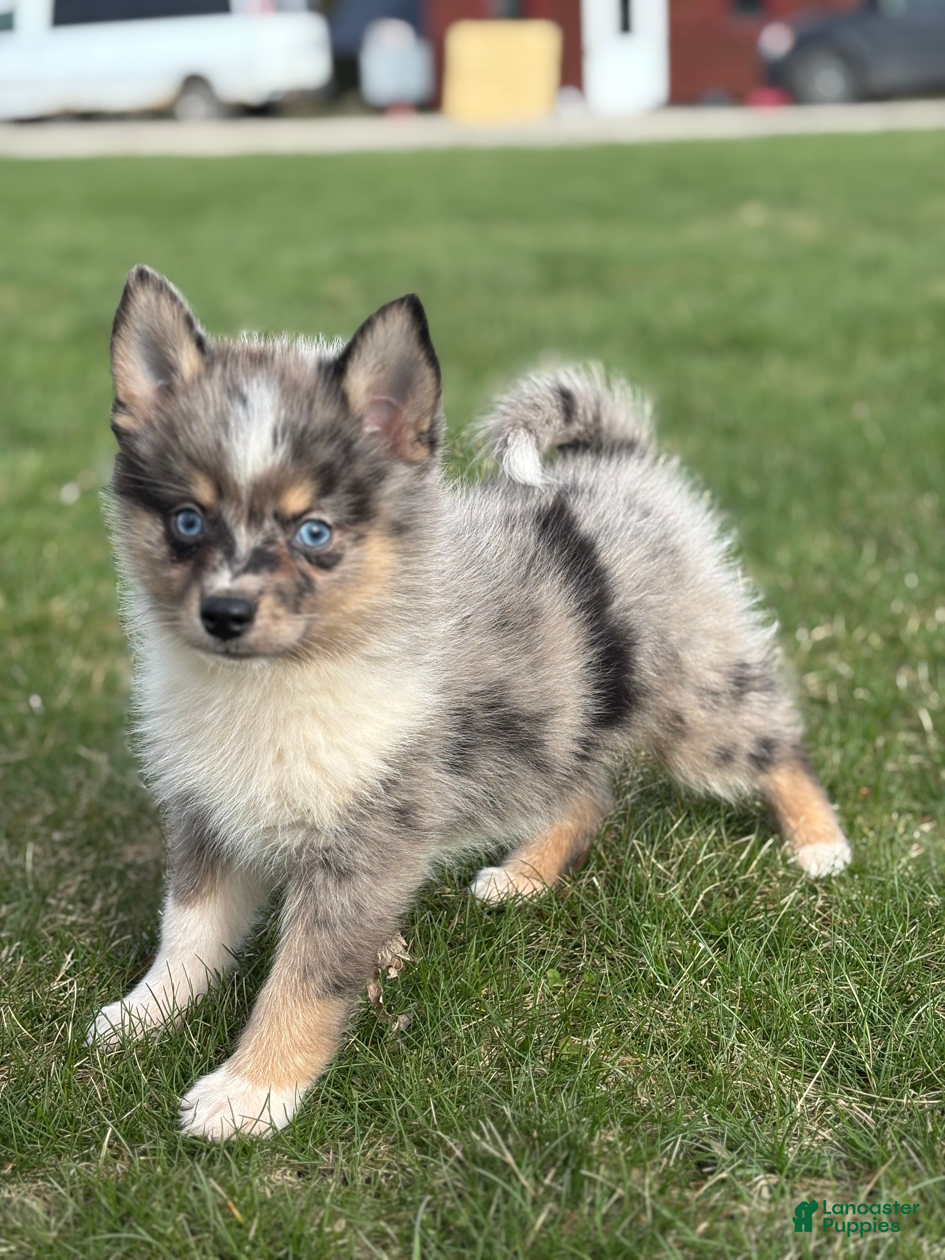 Pomsky dogs Danny - Ad 2