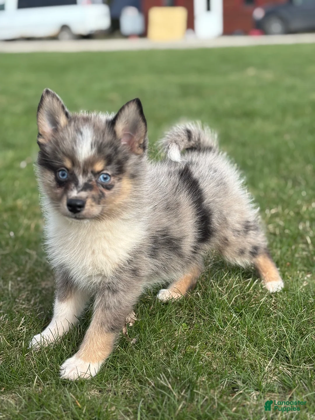 Pomsky dogs for sale: Danny - Ad 2