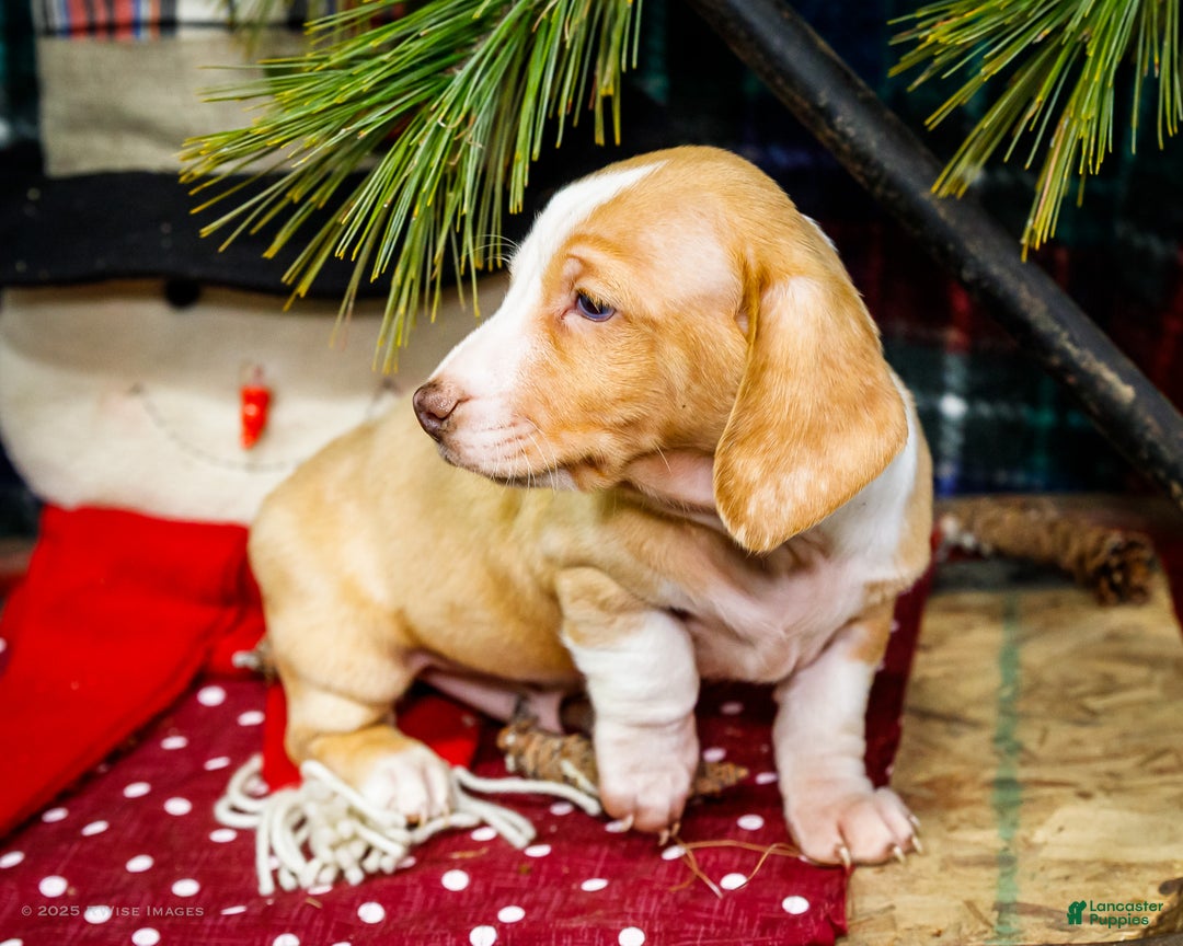 Miniature Dachshund dogs for sale: Sailor - Ad 4